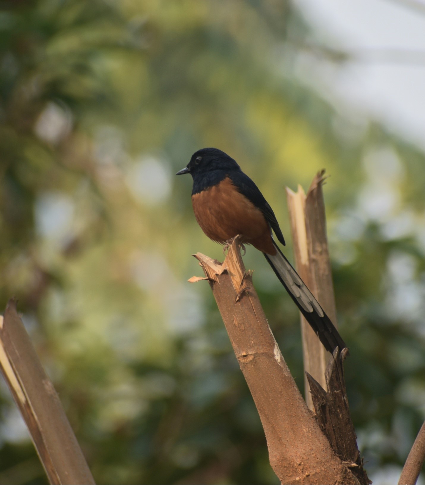 White Rumped Shama